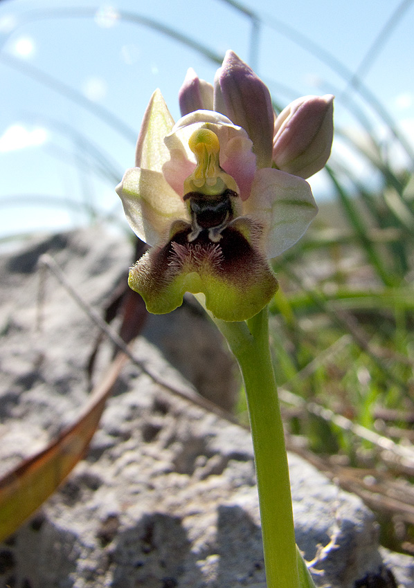 Orchidee Alta Murgia